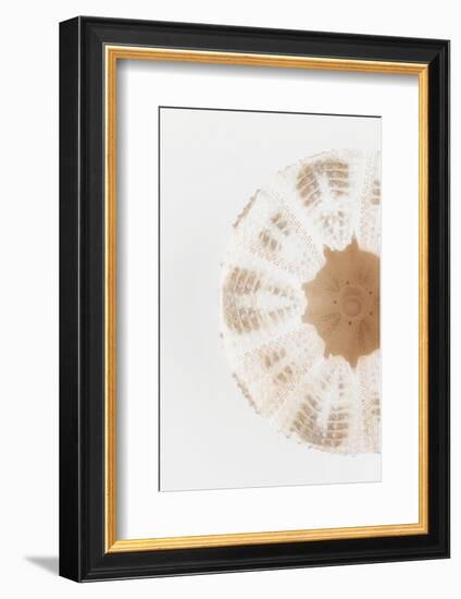 So Pure Collection - Natural Sea Urchin Shell II-Philippe Hugonnard-Framed Photographic Print