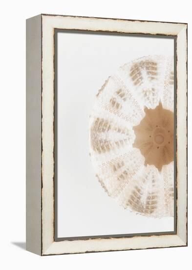 So Pure Collection - Natural Sea Urchin Shell II-Philippe Hugonnard-Framed Premier Image Canvas