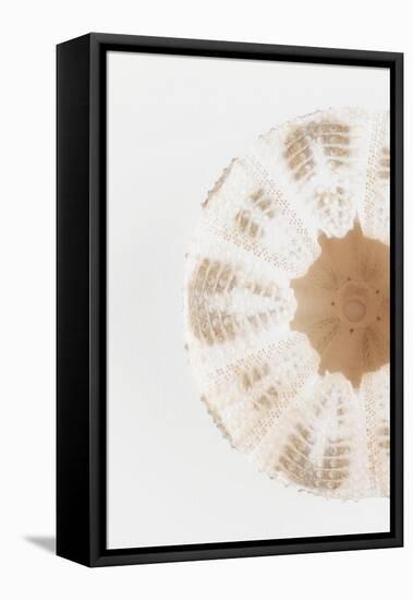 So Pure Collection - Natural Sea Urchin Shell II-Philippe Hugonnard-Framed Premier Image Canvas