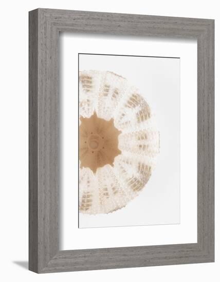 So Pure Collection - Natural Sea Urchin Shell III-Philippe Hugonnard-Framed Photographic Print