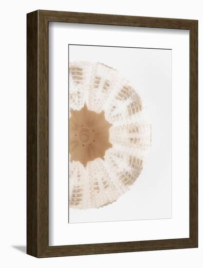 So Pure Collection - Natural Sea Urchin Shell III-Philippe Hugonnard-Framed Photographic Print