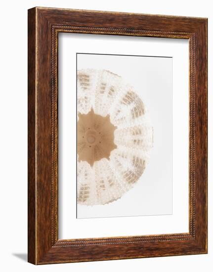 So Pure Collection - Natural Sea Urchin Shell III-Philippe Hugonnard-Framed Photographic Print