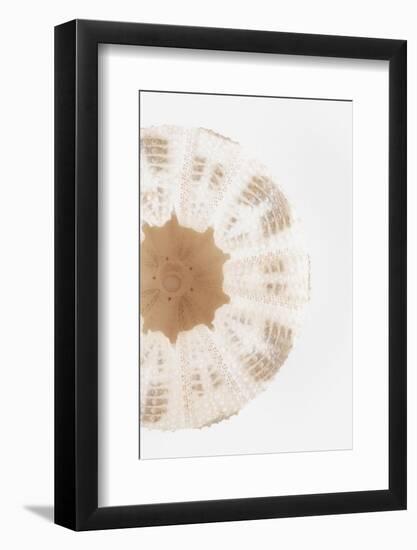 So Pure Collection - Natural Sea Urchin Shell III-Philippe Hugonnard-Framed Photographic Print