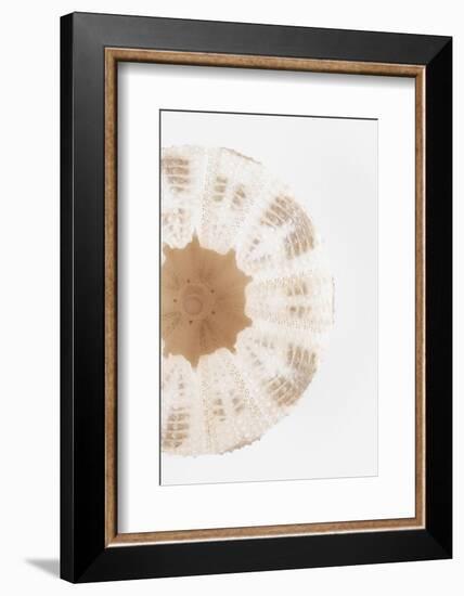 So Pure Collection - Natural Sea Urchin Shell III-Philippe Hugonnard-Framed Photographic Print