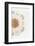 So Pure Collection - Natural Sea Urchin Shell III-Philippe Hugonnard-Framed Photographic Print