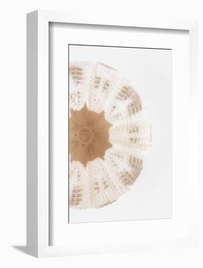 So Pure Collection - Natural Sea Urchin Shell III-Philippe Hugonnard-Framed Photographic Print