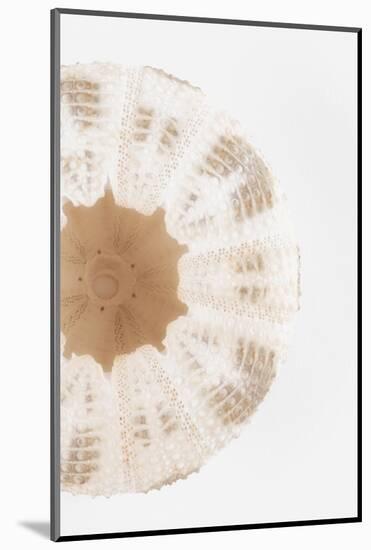 So Pure Collection - Natural Sea Urchin Shell III-Philippe Hugonnard-Mounted Photographic Print