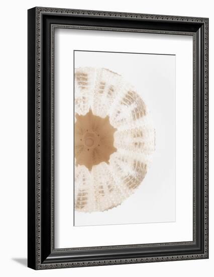 So Pure Collection - Natural Sea Urchin Shell III-Philippe Hugonnard-Framed Photographic Print