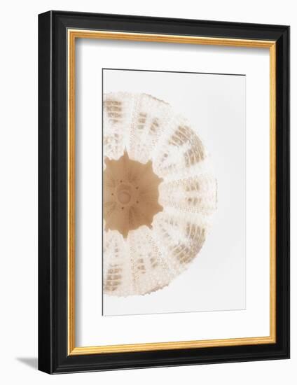 So Pure Collection - Natural Sea Urchin Shell III-Philippe Hugonnard-Framed Photographic Print