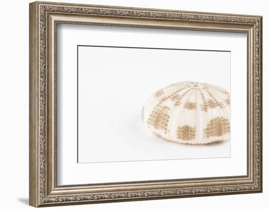 So Pure Collection - Natural Sea Urchin Shell-Philippe Hugonnard-Framed Photographic Print