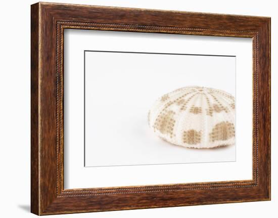 So Pure Collection - Natural Sea Urchin Shell-Philippe Hugonnard-Framed Photographic Print