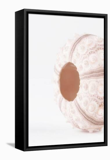 So Pure Collection - Natural Seashell-Philippe Hugonnard-Framed Premier Image Canvas