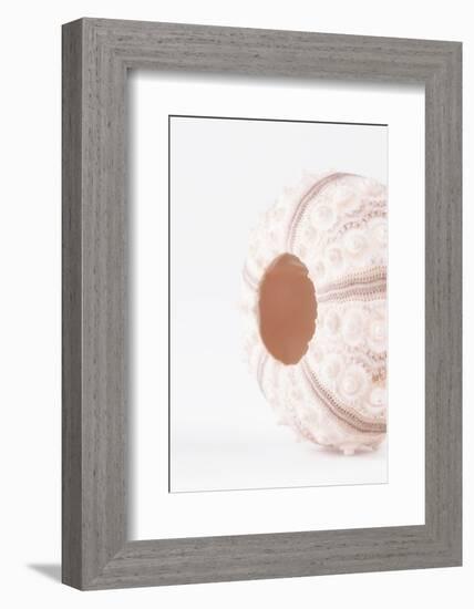 So Pure Collection - Natural Seashell-Philippe Hugonnard-Framed Photographic Print