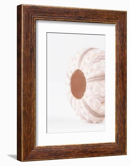 So Pure Collection - Natural Seashell-Philippe Hugonnard-Framed Photographic Print