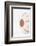 So Pure Collection - Natural Seashell-Philippe Hugonnard-Framed Photographic Print