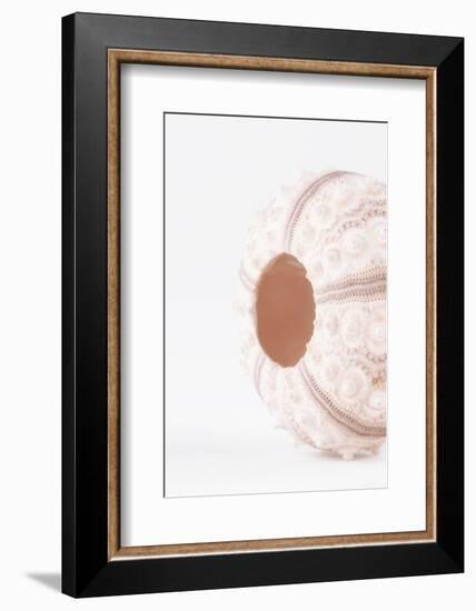 So Pure Collection - Natural Seashell-Philippe Hugonnard-Framed Photographic Print