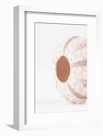 So Pure Collection - Natural Seashell-Philippe Hugonnard-Framed Photographic Print