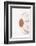 So Pure Collection - Natural Seashell-Philippe Hugonnard-Framed Photographic Print