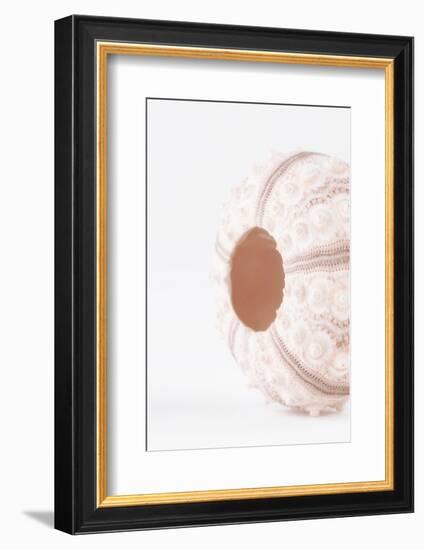 So Pure Collection - Natural Seashell-Philippe Hugonnard-Framed Photographic Print