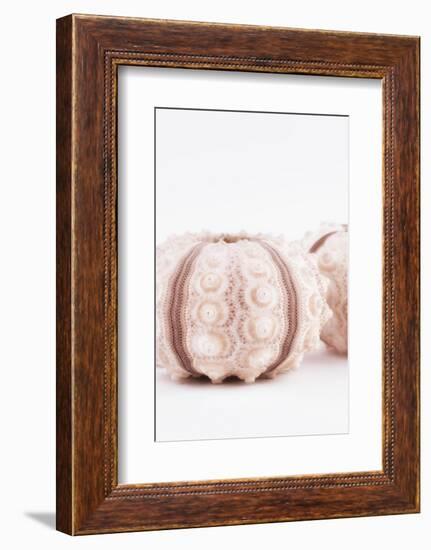 So Pure Collection - Natural Seashells II-Philippe Hugonnard-Framed Photographic Print