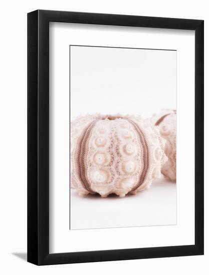 So Pure Collection - Natural Seashells II-Philippe Hugonnard-Framed Photographic Print