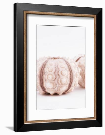 So Pure Collection - Natural Seashells II-Philippe Hugonnard-Framed Photographic Print