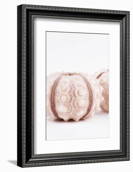 So Pure Collection - Natural Seashells II-Philippe Hugonnard-Framed Photographic Print