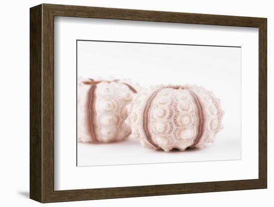 So Pure Collection - Natural Seashells-Philippe Hugonnard-Framed Photographic Print