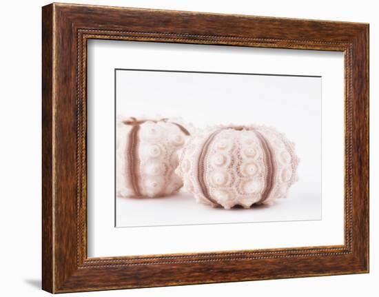 So Pure Collection - Natural Seashells-Philippe Hugonnard-Framed Photographic Print