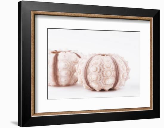 So Pure Collection - Natural Seashells-Philippe Hugonnard-Framed Photographic Print