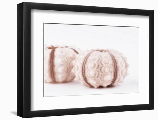 So Pure Collection - Natural Seashells-Philippe Hugonnard-Framed Photographic Print