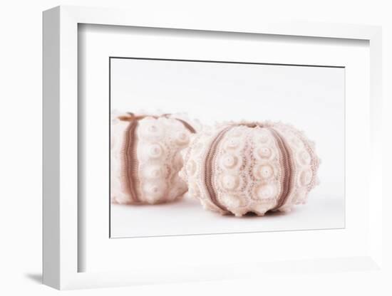 So Pure Collection - Natural Seashells-Philippe Hugonnard-Framed Photographic Print