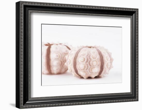So Pure Collection - Natural Seashells-Philippe Hugonnard-Framed Photographic Print