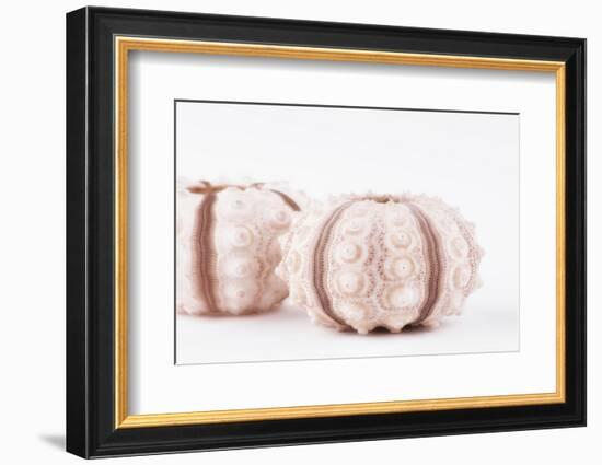 So Pure Collection - Natural Seashells-Philippe Hugonnard-Framed Photographic Print