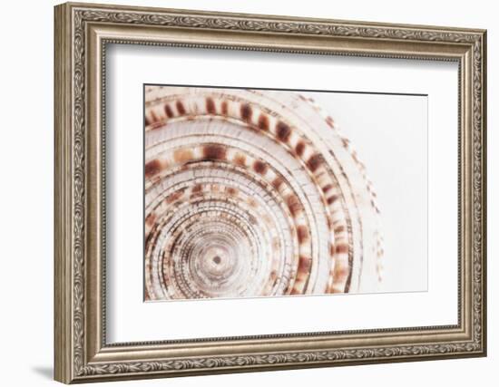 So Pure Collection - Natural Swirl Sundial Sea Shell II-Philippe Hugonnard-Framed Photographic Print