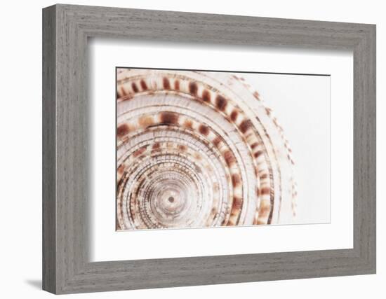 So Pure Collection - Natural Swirl Sundial Sea Shell II-Philippe Hugonnard-Framed Photographic Print