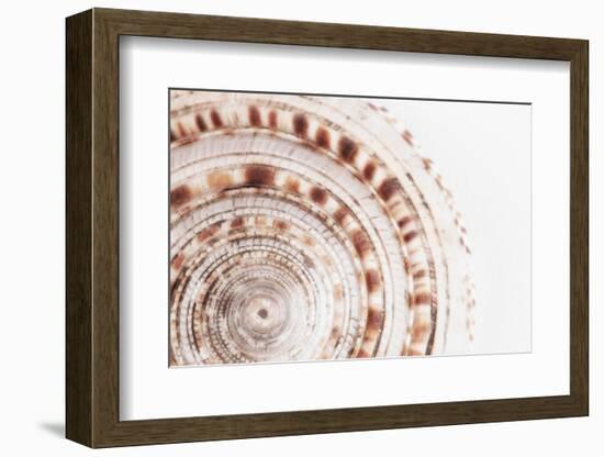 So Pure Collection - Natural Swirl Sundial Sea Shell II-Philippe Hugonnard-Framed Photographic Print