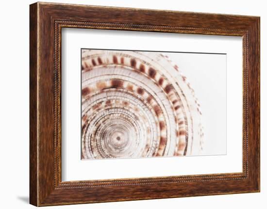 So Pure Collection - Natural Swirl Sundial Sea Shell II-Philippe Hugonnard-Framed Photographic Print