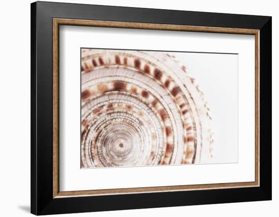 So Pure Collection - Natural Swirl Sundial Sea Shell II-Philippe Hugonnard-Framed Photographic Print