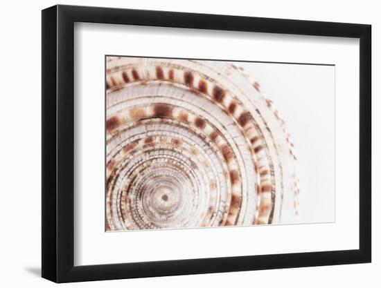 So Pure Collection - Natural Swirl Sundial Sea Shell II-Philippe Hugonnard-Framed Photographic Print