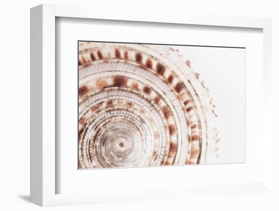 So Pure Collection - Natural Swirl Sundial Sea Shell II-Philippe Hugonnard-Framed Photographic Print