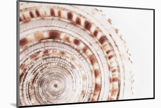 So Pure Collection - Natural Swirl Sundial Sea Shell II-Philippe Hugonnard-Mounted Photographic Print