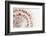 So Pure Collection - Natural Swirl Sundial Sea Shell II-Philippe Hugonnard-Framed Photographic Print