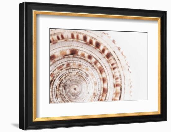 So Pure Collection - Natural Swirl Sundial Sea Shell II-Philippe Hugonnard-Framed Photographic Print