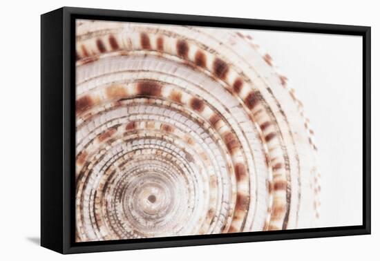 So Pure Collection - Natural Swirl Sundial Sea Shell II-Philippe Hugonnard-Framed Premier Image Canvas