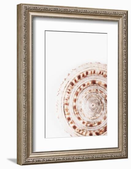 So Pure Collection - Natural Swirl Sundial Sea Shell-Philippe Hugonnard-Framed Photographic Print