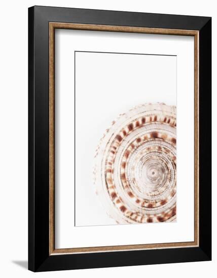 So Pure Collection - Natural Swirl Sundial Sea Shell-Philippe Hugonnard-Framed Photographic Print