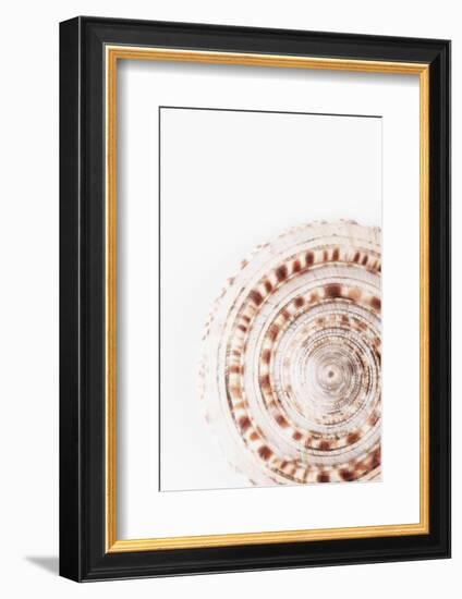 So Pure Collection - Natural Swirl Sundial Sea Shell-Philippe Hugonnard-Framed Photographic Print