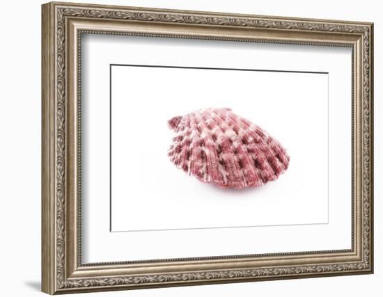 So Pure Collection - Pink Pecten-Philippe Hugonnard-Framed Photographic Print