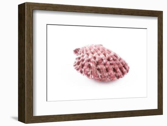 So Pure Collection - Pink Pecten-Philippe Hugonnard-Framed Photographic Print